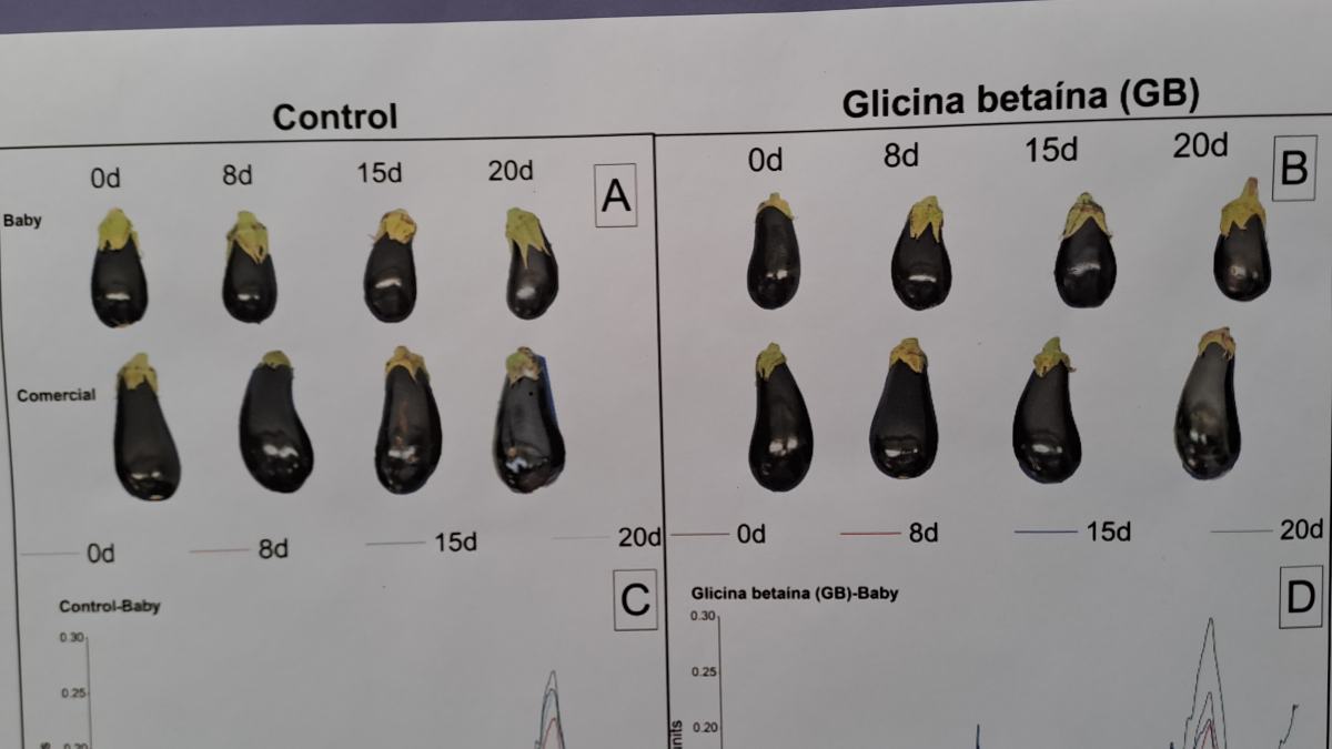 para post berenejna glicina betaina frutos b.jpg